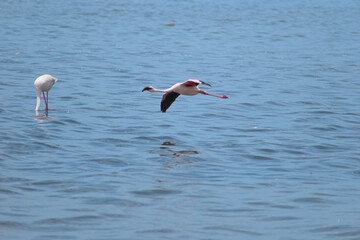 flamingo gliding over the water