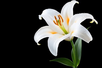 Obraz premium Pascua con lirio blanco adornado de gotas de agua resplandecientes en fondo oscuro