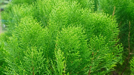 Green pine leaf texture background