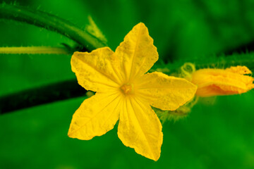 yellow cucumber flower