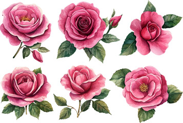 set of pink roses flowers