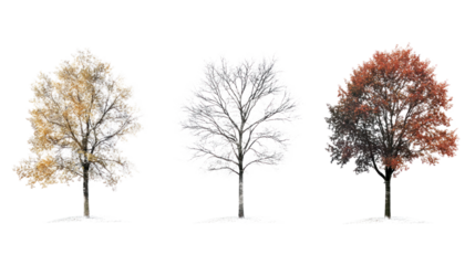 A stunning visual showcase of three trees in different seasonal colors, representing the beauty and diversity of nature throughout the year.