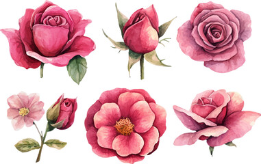 collage of pink roses