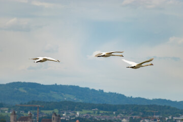 Flying swan in Wangen-Lachen in Switzerland