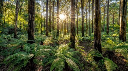 Sunburst through tall trees and ferns in forest.