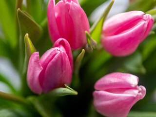 Fototapeta premium Pink flowers with green leaves