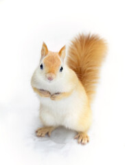 White squirrel (leucistic red squirrel) standing in the snow on a cold winter morning in Canada