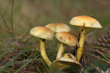 Accumulation of white brown mushrooms in one place, many yellow mycelia grow in one place between pine needles, mushrooms in the forest, close-up of mycelia, forest floor	