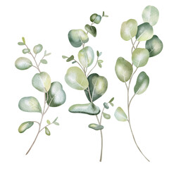 Obraz premium Hand-drawn watercolor illustration of two elegant eucalyptus branches with lush, aromatic leaves. Perfect for wedding invitations, botanical prints, minimalist home decor, romantic greeting cards