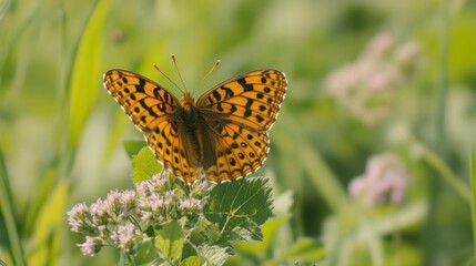 Fototapeta premium Close-up of a orange fritillary butterfly perched on a flower in nature