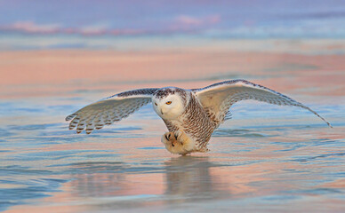 Snowy owl in flight landing on an ice covered pond in Ottawa, Canada