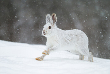 White Snowshoe hare or Varying hare running in the falling snow in Canada  © Jim Cumming
