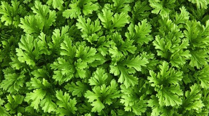 Lush green foliage background texture