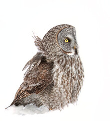 Great grey owl sitting in an open snowy field in winter in Canada