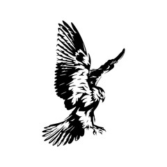 a detailed drawing silhouette of a eagle illustration