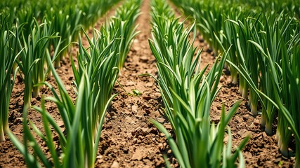 Obraz premium Green Onion Field Rows - Bright, Sharp, Detailed Farm Scene