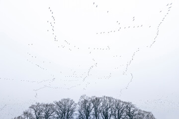 Wildgänse versammeln sich am herbstlichen Himmel, Deutschland