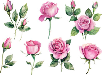 watercolor pink roses
