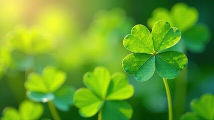 Four-Leaf Clover Botanical Garden - Close-Up Nature Photography