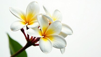 Fototapeta premium Elegant Plumeria Bouquet Close-Up