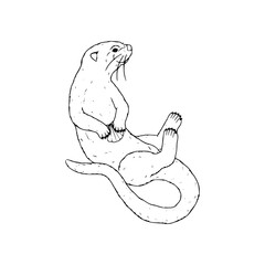 hand drawn vector illustration of a beaver