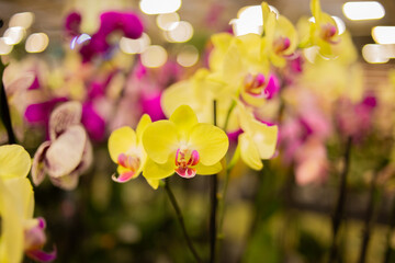 blooming orchids in the garden background