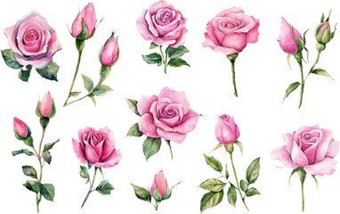 bouquet of pink roses flowers