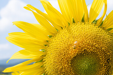 A close up of a yellow sunflower with a bee inside. The bee is in the center of the flower, surrounded by the petals. Concept of warmth and life