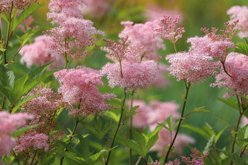 Filipendula Rubra. Pink flower cluster of queen of the prairie plant.