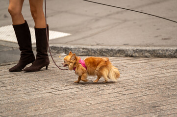 A woman walks her small brown Chihuahua on a busy city street while wearing stylish knee-high boots in the afternoon sun