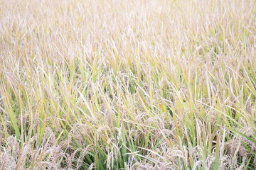 収穫期の稲が実る田んぼの写真
