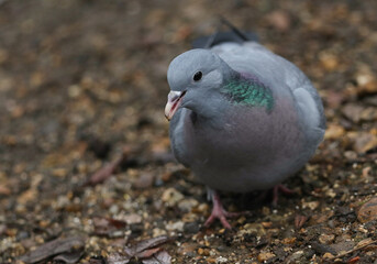 A Stock Dove, Columba oenas, searching for food along the bank of a lake.