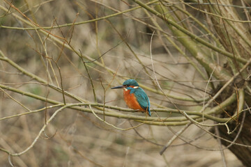 A hunting Kingfisher, Alcedo atthis, perching on a branch of a tree overhanging a river.