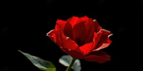 Fototapeta premium A single crimson poppy blooms against a dark background, showcasing its delicate petals and intricate structure.