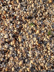 Shell on the floor