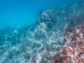 Snorkling With A School Of Beautiful Striptailed Damselfish