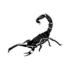 a drawing illustration of a scorpion isolated on white background