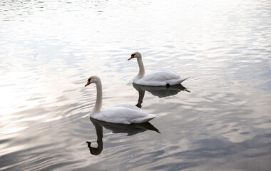 Two Swans in Water