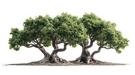 Two beautifully intertwined trees with lush green foliage, showcasing nature's beauty and the intricate connections of life in a serene setting.