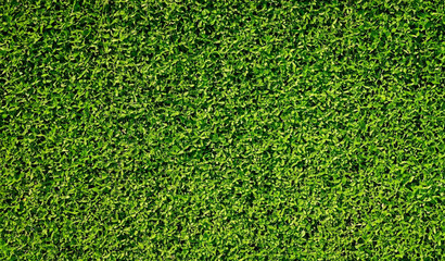 Fototapeta premium Green plant full frame background 