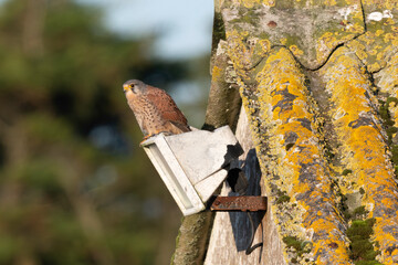 Faucon crécerelle,.Falco tinnunculus, Common Kestrel