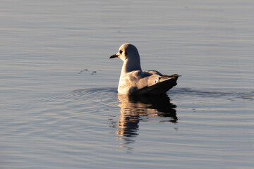 Mouette rieuse,.Chroicocephalus ridibundus, Black headed Gull