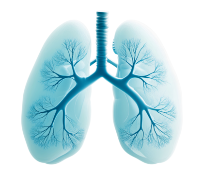 Blue transparent human lungs and bronchial branches isolated on transparent background.