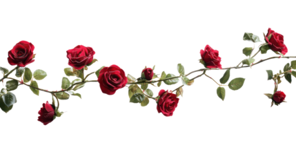 Beautiful red roses intricately arranged on a vine, showcasing their vibrant colors and lush green leaves, perfect for any floral design.