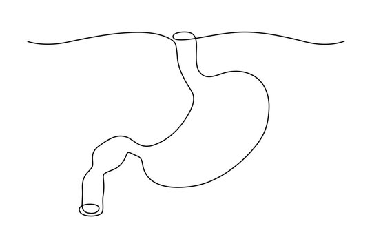 recommend clip art: Human stomach, drawn with continuous line in minimalism, abstract, hollow organ, medicine, gastroenterology, anatomy, one line, editable vector contour