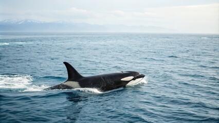 Fototapeta premium A killer whale swims alone in a vast ocean on a white background, wildlife photography, blue ocean, underwater scene
