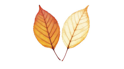Two vibrant leaves in warm autumn colors, showcasing the beauty of nature. The interplay of light and shadow highlights their delicate structure.