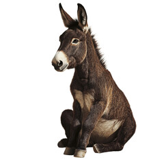 Obraz premium A digitally rendered image showcases a young brown donkey sitting calmly against a plain white backdrop.