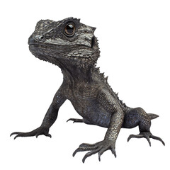 Obraz premium A close-up image showcases a young tuatara reptile, its dark scales and sharp claws visible against a stark white backdrop.