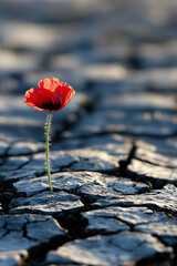 A lone poppy growing on a battlefield, symbolizing remembrance and resilience